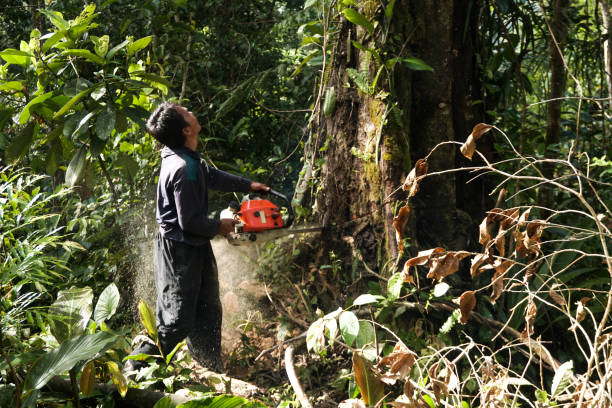 Best Hazardous Tree Removal  in Macom, IL