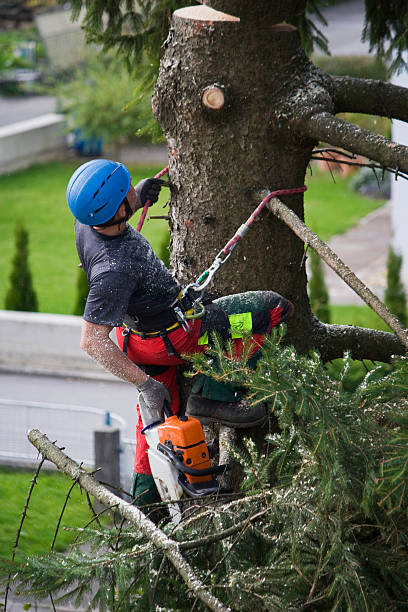 Best Fruit Tree Pruning  in Macom, IL