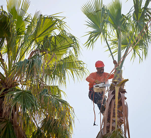 Best Tree Mulching  in Macom, IL