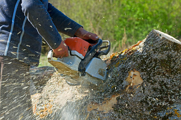 How Our Tree Care Process Works  in  Macom, IL