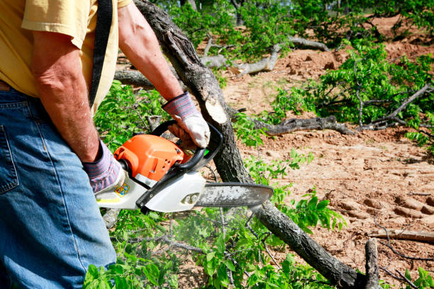 Best Root Management and Removal  in Macom, IL